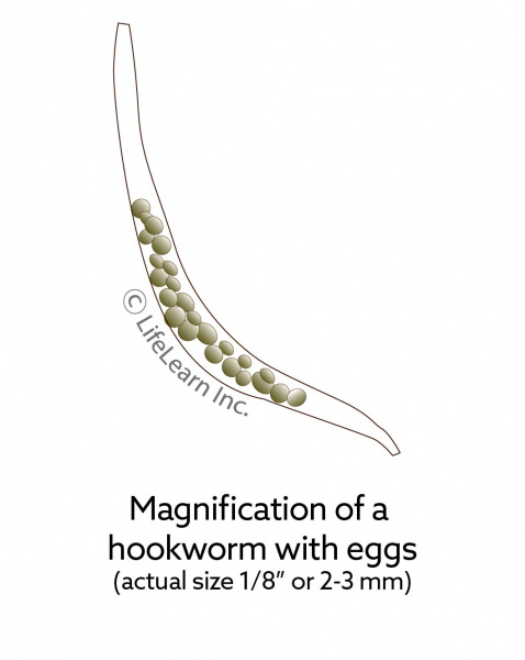 hookworm_lifecycle_cat_2018_hookworm_with_eggs