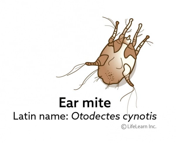 ear_mite_updated_2017-01