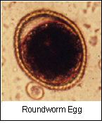 microscope view of a roundworm egg