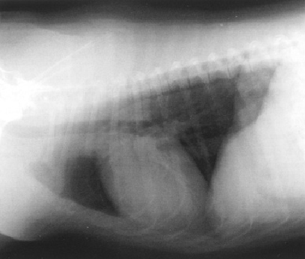 radiographs_and_your_cat-2
