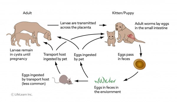 roundworm_lifecycle_dog_cat_updated_2018