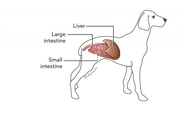 internal bleeding stomach in dogs