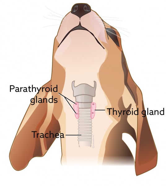 are thyroid pills bad for dogs