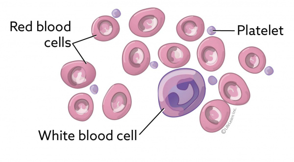 blood_cells_2017
