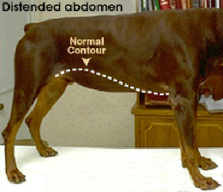 Testing for Abdominal Enlargement in Dogs | VCA Animal Hospital