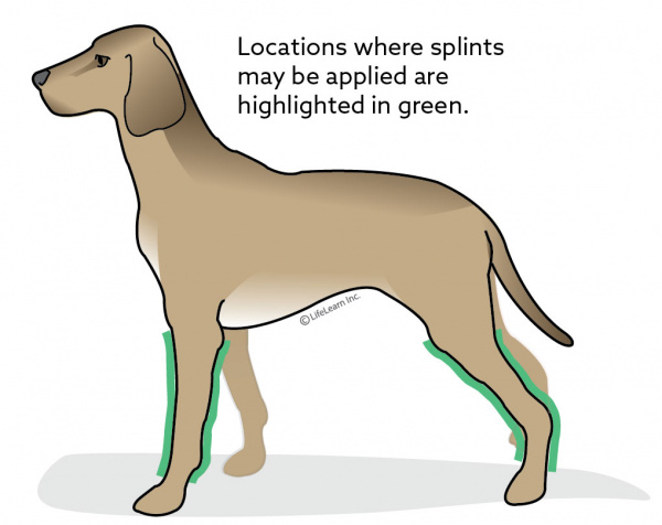 Bandage and Splint Care in Dogs | VCA Animal Hospitals