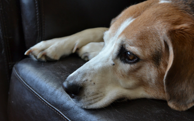 can anxiety cause fever in dogs