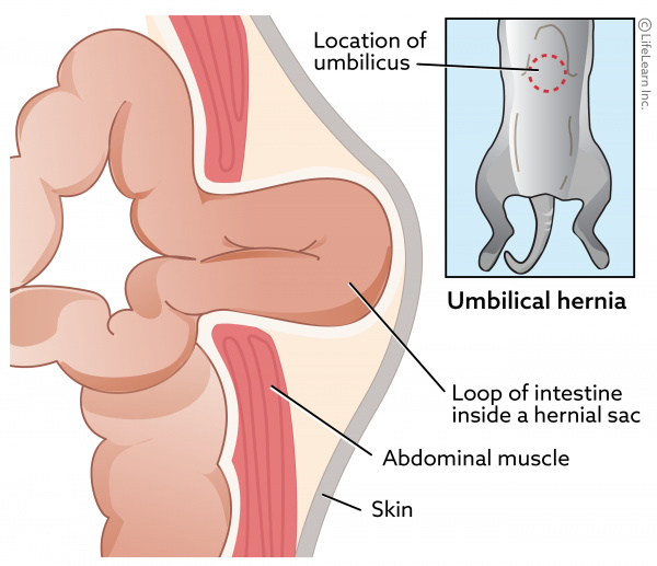 ventral hernia in animal