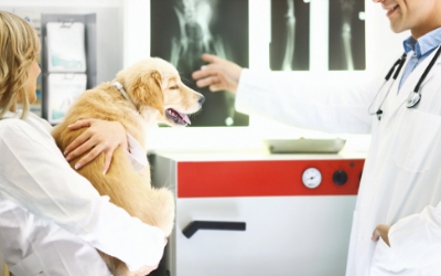 can lameness in dogs be cured