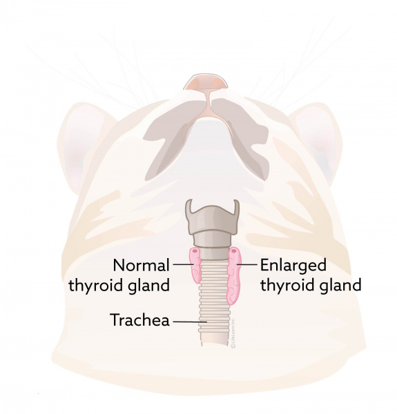 thyroid_gland_position_cat_2017-01