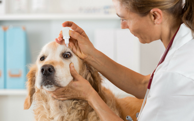 Applying Eye Drops to Dogs | VCA Animal Hospital