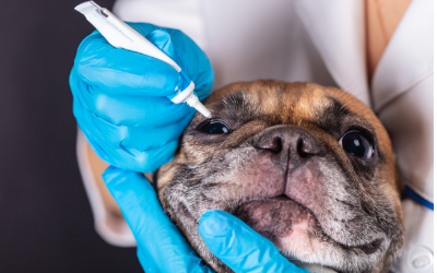 can chloramphenicol drops be used on dogs