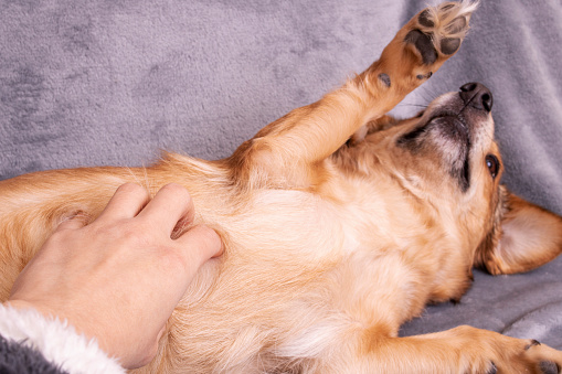 Bloat: Gastric Dilatation and Volvulus in Dogs | VCA Animal Hospitals