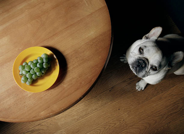 Grape, Raisin, and Currant Poisoning in Dogs | VCA Animal Hospital