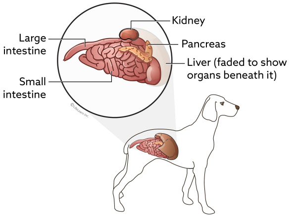 is pancreatic cancer in dogs painful
