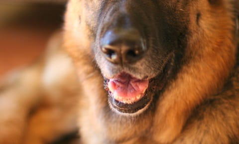 Oral Tumors: Papillomas and Sarcoids