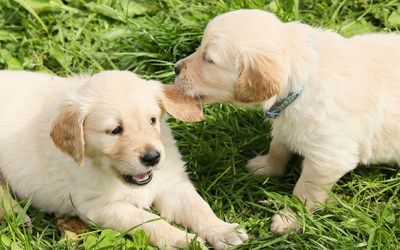 two_puppies_play_biting