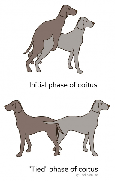 dog_mating_position_2017-01