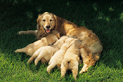 breeding6-rearing_puppies_and_care_of_mother-1