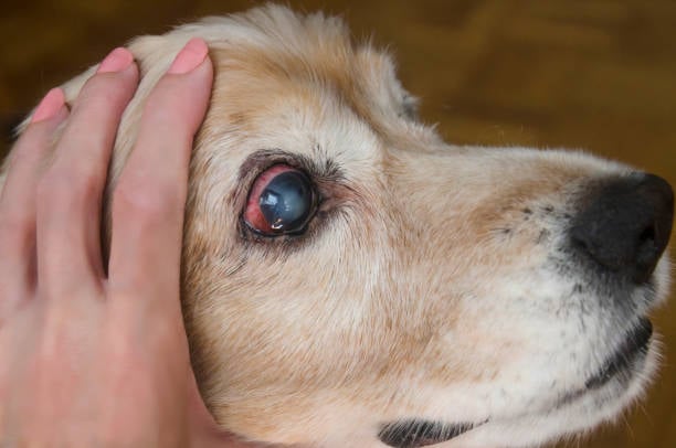 Cataracts in Dogs | VCA Animal Hospitals