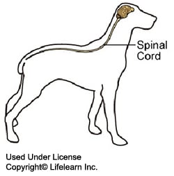 Cervical Stenosis (Wobbler Syndrome) in Dogs | VCA Animal Hospitals