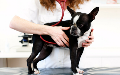 Wellness Examination in Dogs | VCA Animal Hospitals