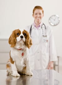 veterinary_visits_examinations_-_desensitization_reducing_fear_2
