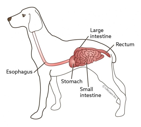 Canine gi tract best sale