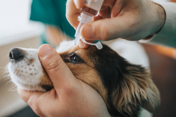 Corneal Ulcers in Dogs | VCA Animal Hospital