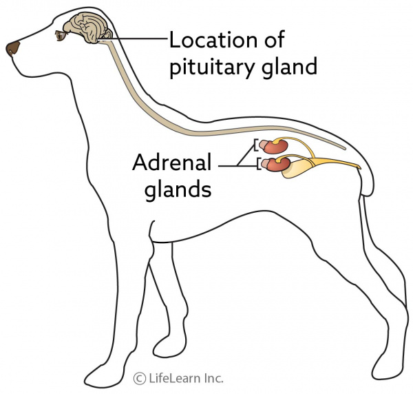 what does a tumor on the pituitary gland on a dog mean