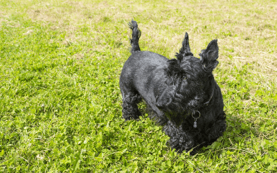 can prostate cancer in dogs be cured