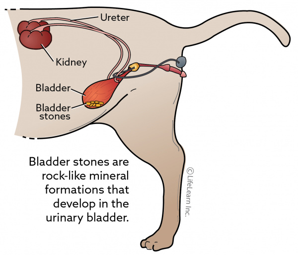 does my dog need surgery for bladder stones
