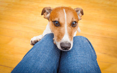 does keppra stop seizures in dogs