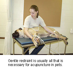 veterinary_acupuncture-3