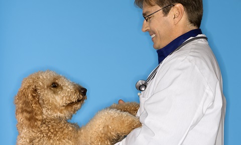 Veterinary Chiropractic Care