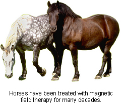 veterinary_magnetic_therapy-2