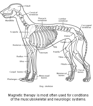 veterinary_magnetic_therapy-3