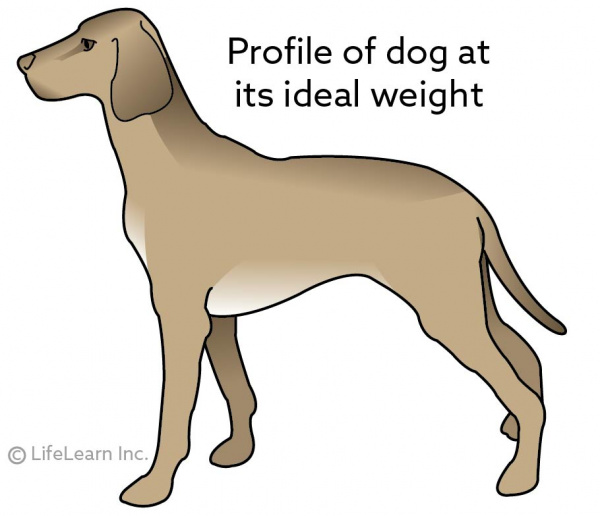 are fatty tumors in dogs painful