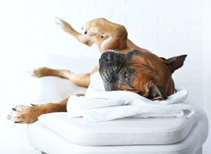Veterinary Massage Therapy | VCA Animal Hospitals