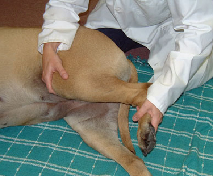 veterinary_physical_therapy-1