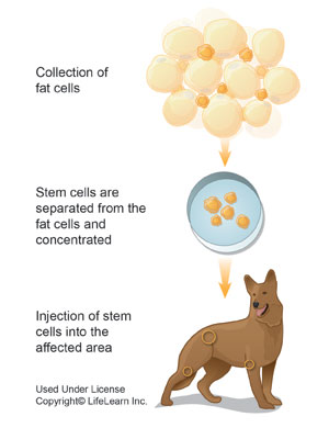 Stem Cell Therapy | VCA Animal Hospital