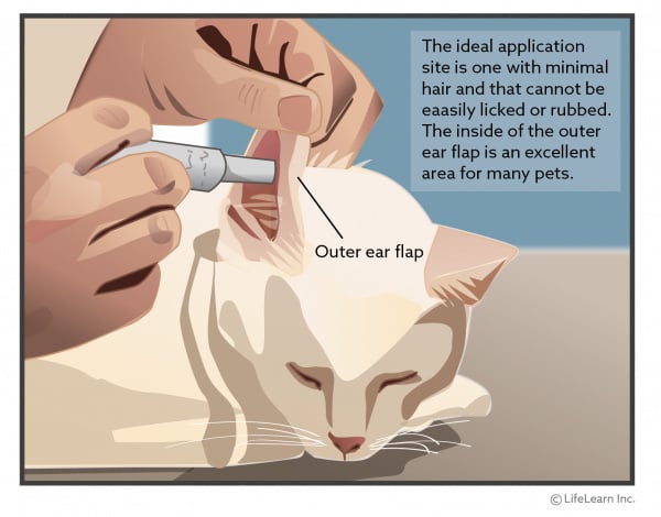 Transdermal Medications: How They Work and How to Apply Them | VCA Animal  Hospital