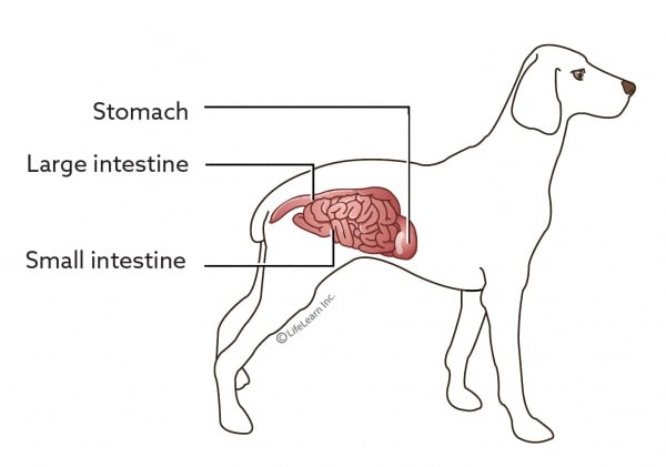 what causes upper gi bleeding in dogs