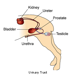 urinary_tract_tumors-1