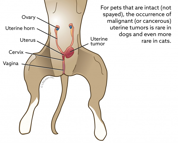 dog_f_uterine_tumor_2018