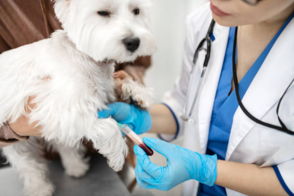 Essential Oil and Liquid Potpourri Poisoning in Dogs | VCA Animal Hospitals