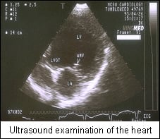 how much does a ultrasound for a dog cost