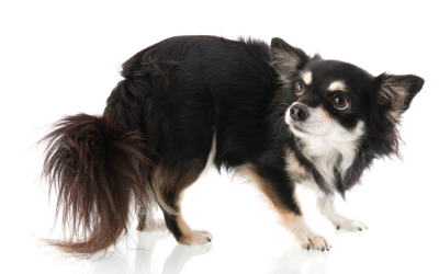 can anxiety cause incontinence in dogs