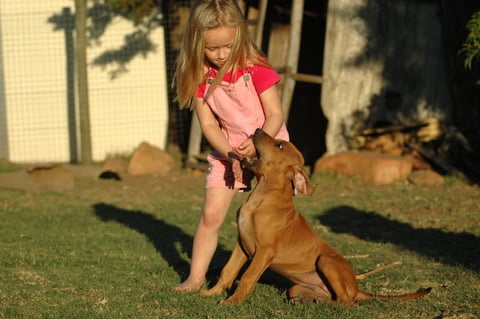 Dog Behavior Problems - Aggression - Children | VCA Animal Hospital
