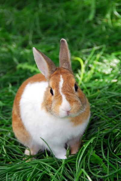 Gastrointestinal Stasis in Rabbits | VCA Animal Hospitals